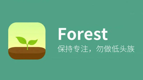 Forest专注森林
