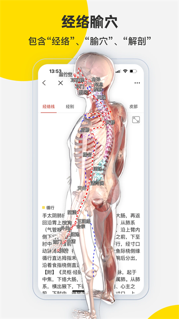 3dbody解剖截图2